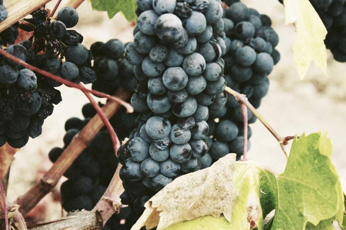 Californie Hill Villa with Bay of Cannes Views - Photo 4